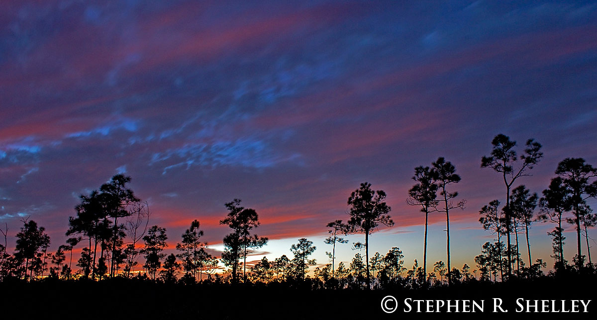 Everglades Pineland Sunset